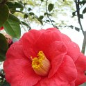 Camellia japonica 'Adolphe Audusson' fleur